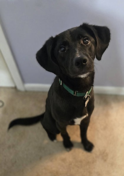 WILEY COYOTE (IN FOSTER) - Labrador Retriever / Mix available for adoption