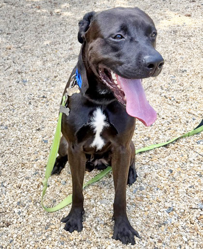COZMO - Pit Bull Terrier / Mix available for adoption