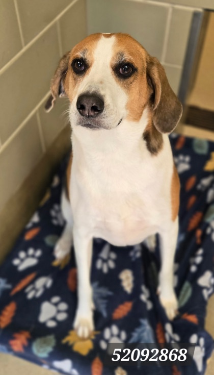 BISCUIT - Hound / Mix available for adoption