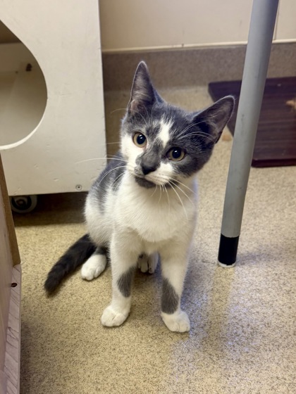 BARLEY - Domestic Shorthair / Mix available for adoption