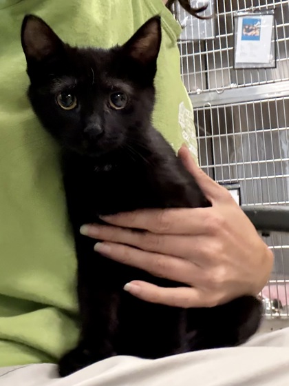 COFFEE ROLL - Domestic Shorthair / Mix available for adoption