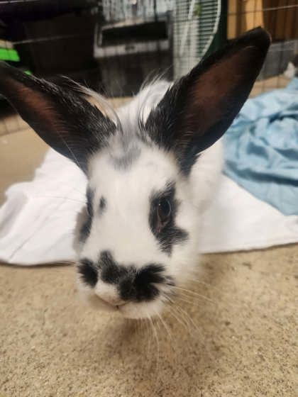 GHOST (FOSTER TO ADOPT) - Lionhead / Lionhead available for adoption