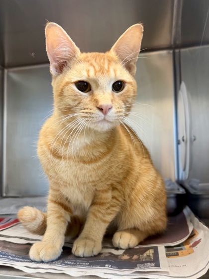 LAFFY TAFFY - Domestic Shorthair / Mix available for adoption