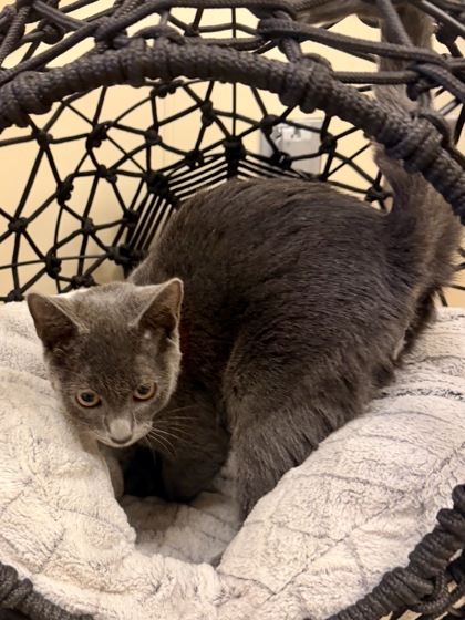 CLARKE - Domestic Shorthair / Mix available for adoption