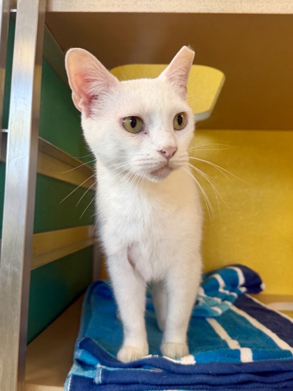 PINA COLADA - Domestic Shorthair / Mix for adoption in Hampton