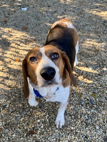 BAGEL - Beagle / Mix available for adoption