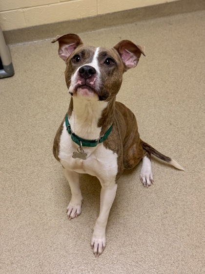 WARM SOUP - American Pit Bull Terrier / Mix available for adoption