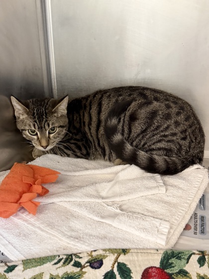 PENCIL SHARPENER - Domestic Shorthair / Mix available for adoption