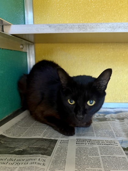 3-HOLE PUNCH - Domestic Shorthair / Mix available for adoption
