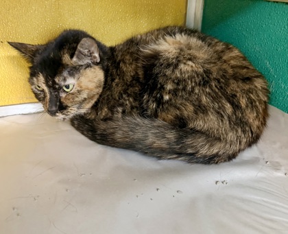 IDGI - Domestic Shorthair / Mix available for adoption