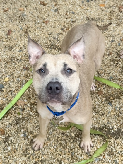 ALTA - American Pit Bull Terrier / Mix available for adoption