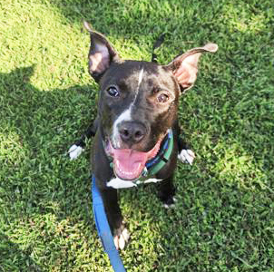 FROG  (IN FOSTER) - American Pit Bull Terrier / Mix available for adoption