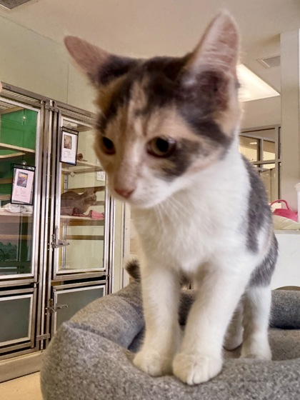 SMARTIE - Domestic Shorthair / Mix available for adoption