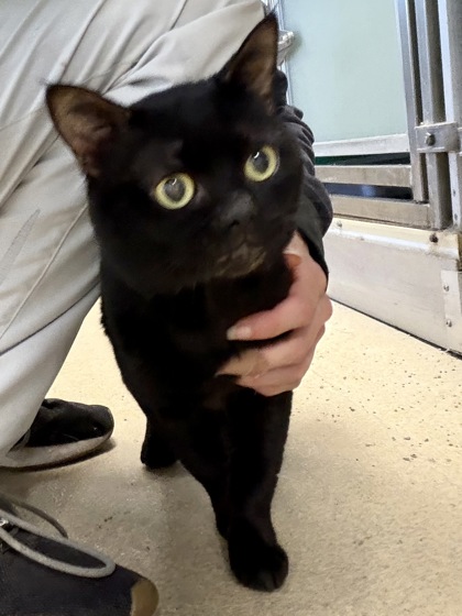 ITTY KITTY - Domestic Shorthair / Mix available for adoption