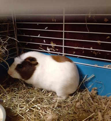WHITEOUT (IN FOSTER) - Guinea Pig / Guinea Pig available for adoption