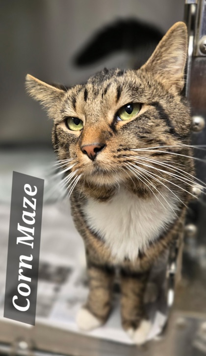 CORN MAZE - Domestic Shorthair / Mix available for adoption