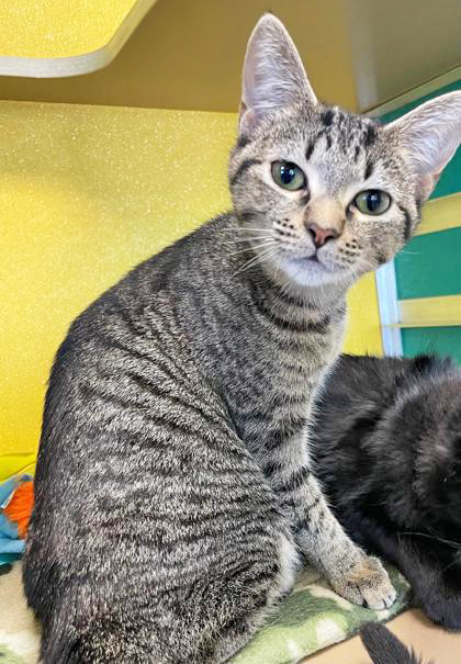 TALLULAH (BONDED W/ MATTIE) - Domestic Shorthair / Mix for adoption in Hampton