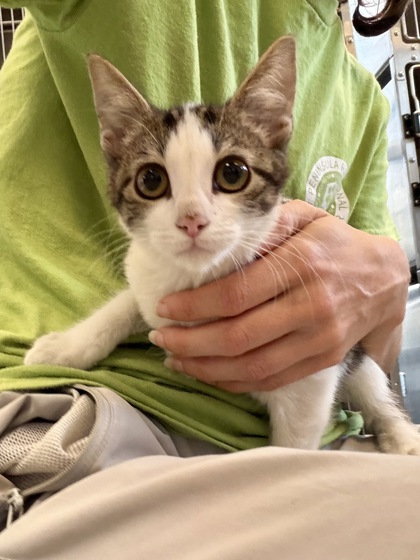BEEF STEW - Domestic Shorthair / Mix available for adoption