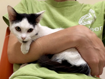 COMPOSITION NOTEBOOK - Domestic Shorthair / Mix available for adoption