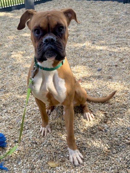 LUNCH BOX - Boxer / Mix available for adoption