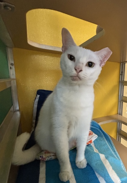 PINA COLADA - Domestic Shorthair / Mix available for adoption