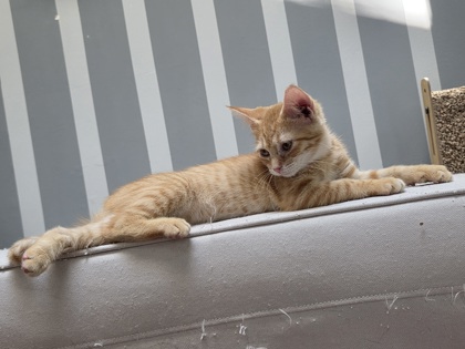 MARMALADE (IN FOSTER) - Domestic Shorthair / Mix available for adoption
