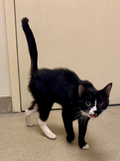 FRUIT SALAD - Domestic Shorthair / Mix for adoption in Hampton
