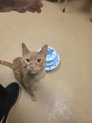 MR. GRABBY MITTS - Domestic Shorthair / Mix available for adoption