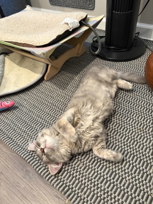 TINA THE NEW GIRL (IN FOSTER) - Domestic Medium Hair / Mix available for adoption