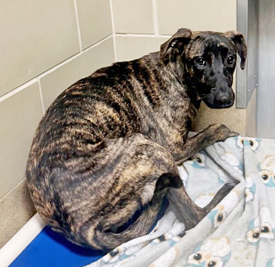 ELOISE - Greyhound / Mix available for adoption