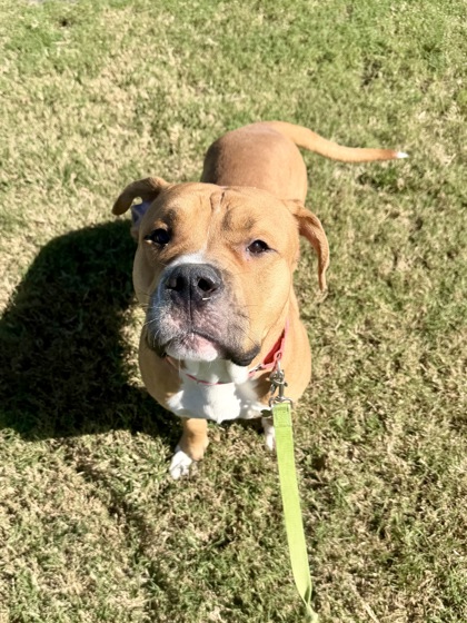 TINY - American Bulldog / Mix available for adoption
