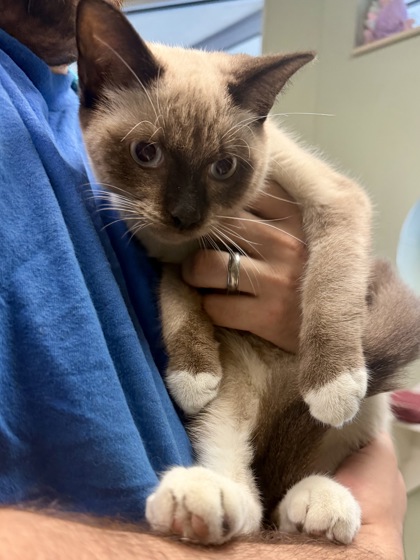 WHITE CHICKEN CHILI - Siamese / Mix available for adoption