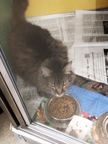 EVIE - Domestic Medium Hair / Mix available for adoption