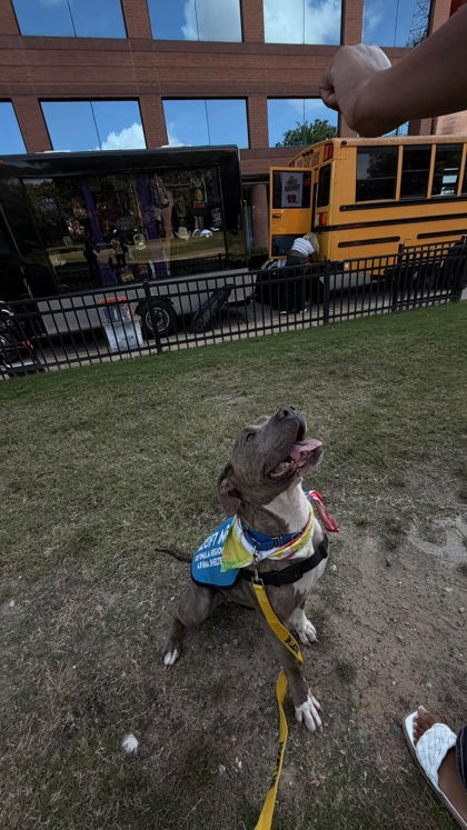 CRISPY FRIED ONION - American Pit Bull Terrier / Mix available for adoption