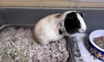 MELODY - Guinea Pig / Guinea Pig available for adoption
