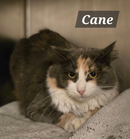CANE - Domestic Longhair / Mix available for adoption
