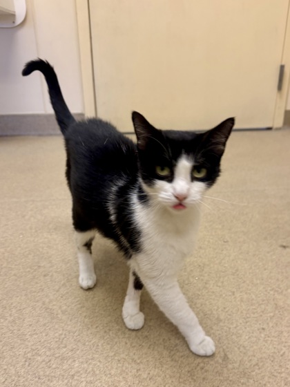 COLESLAW - Domestic Shorthair / Mix for adoption in Hampton