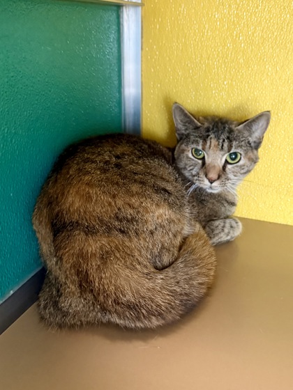 BIRDY - Domestic Shorthair / Mix available for adoption