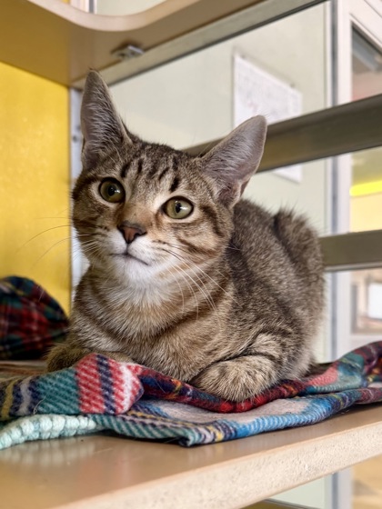 CONNOR - Domestic Shorthair / Mix available for adoption