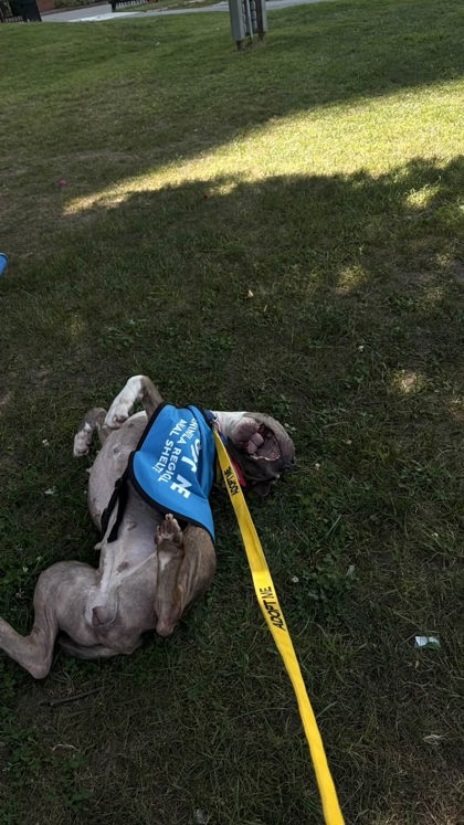 CRISPY FRIED ONION - American Pit Bull Terrier / Mix available for adoption