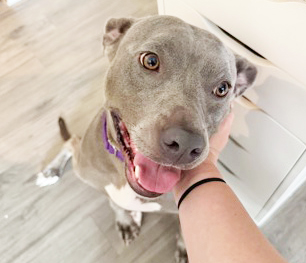 LAYLA (IN FOSTER) - American Pit Bull Terrier / Mix available for adoption