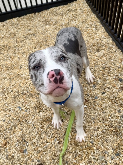 PENCIL CASE - American Pit Bull Terrier / Mix available for adoption