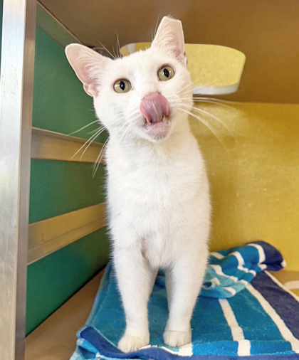 PINA COLADA - Domestic Shorthair / Mix available for adoption