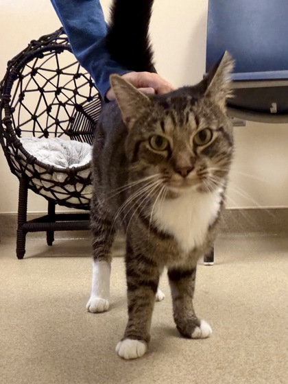 CORN MAZE - Domestic Shorthair / Mix available for adoption