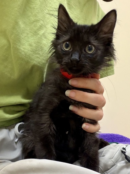 LITTLE BEAR JR. - Domestic Medium Hair / Mix available for adoption