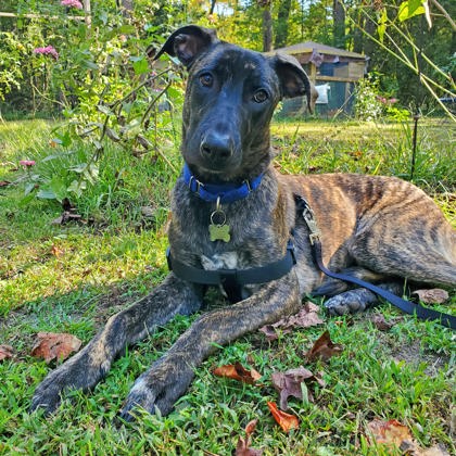 ELOISE (IN FOSTER) - Greyhound / Mix available for adoption