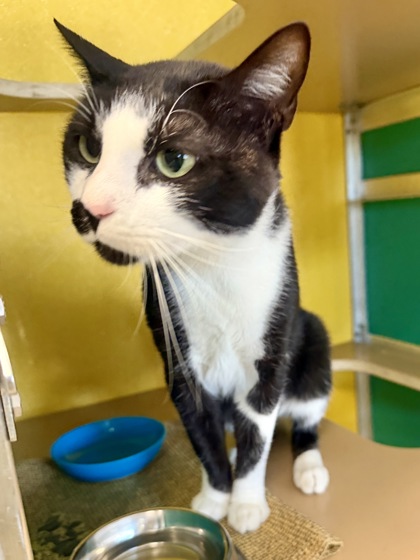 BALLER - Domestic Shorthair / Mix available for adoption