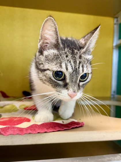 CRAYOLA - Domestic Shorthair / Mix available for adoption