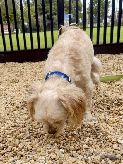 COMFEE - Shih Tzu / Mix available for adoption