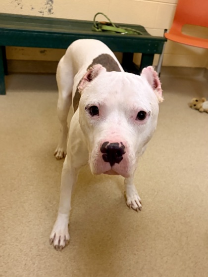 ZEUS - American Pit Bull Terrier / Mix for adoption in Hampton